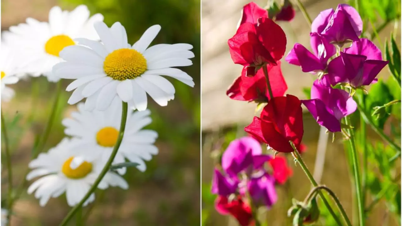 April Birth Flower– Sweet Pea and Daisy