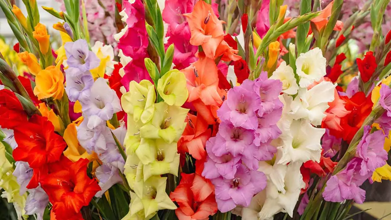 August Birth Flower– Gladiolus
