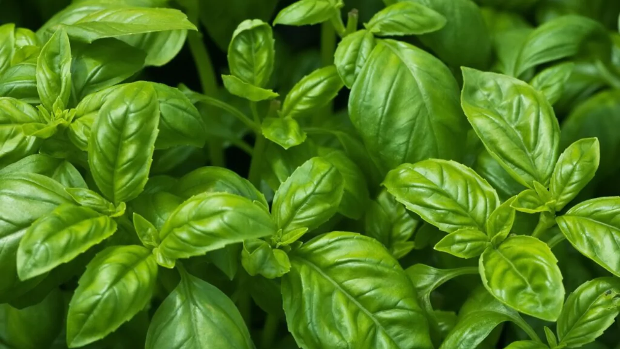 Basil