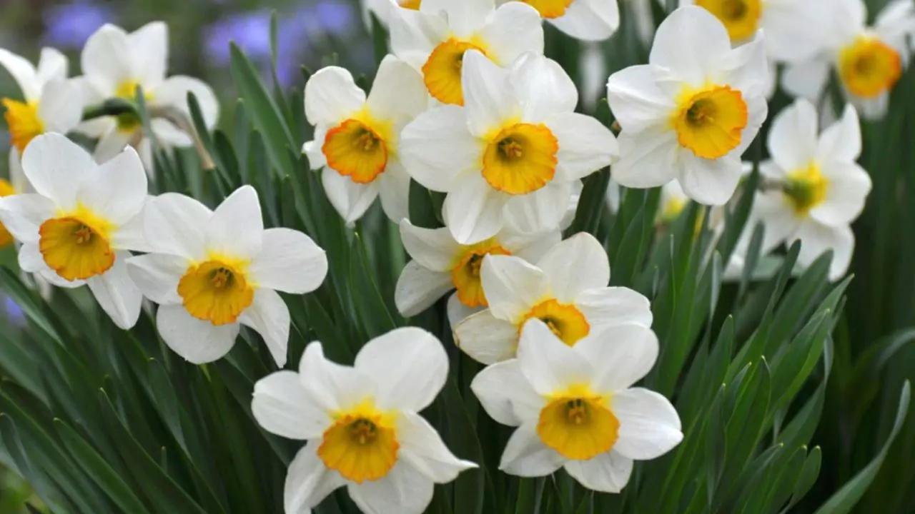 December Birth Flower – Narcissus