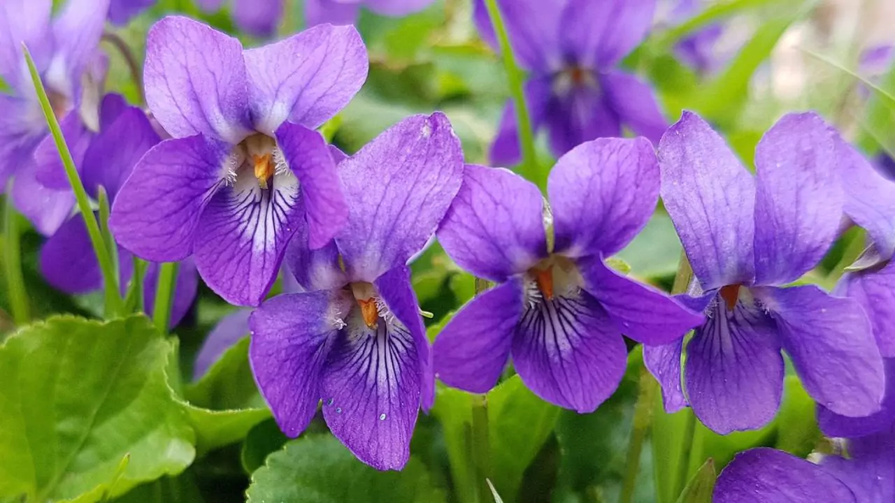 February Birth Flower – Violet