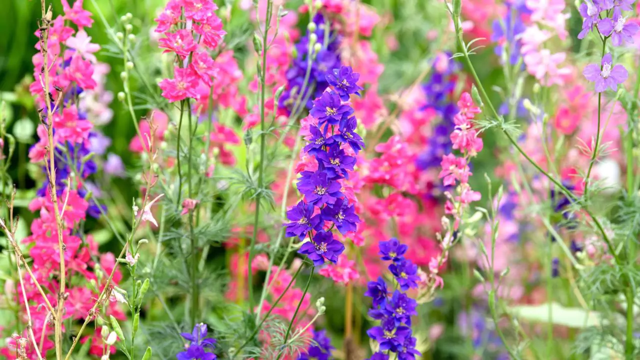 July Birth Flower– Larkspur
