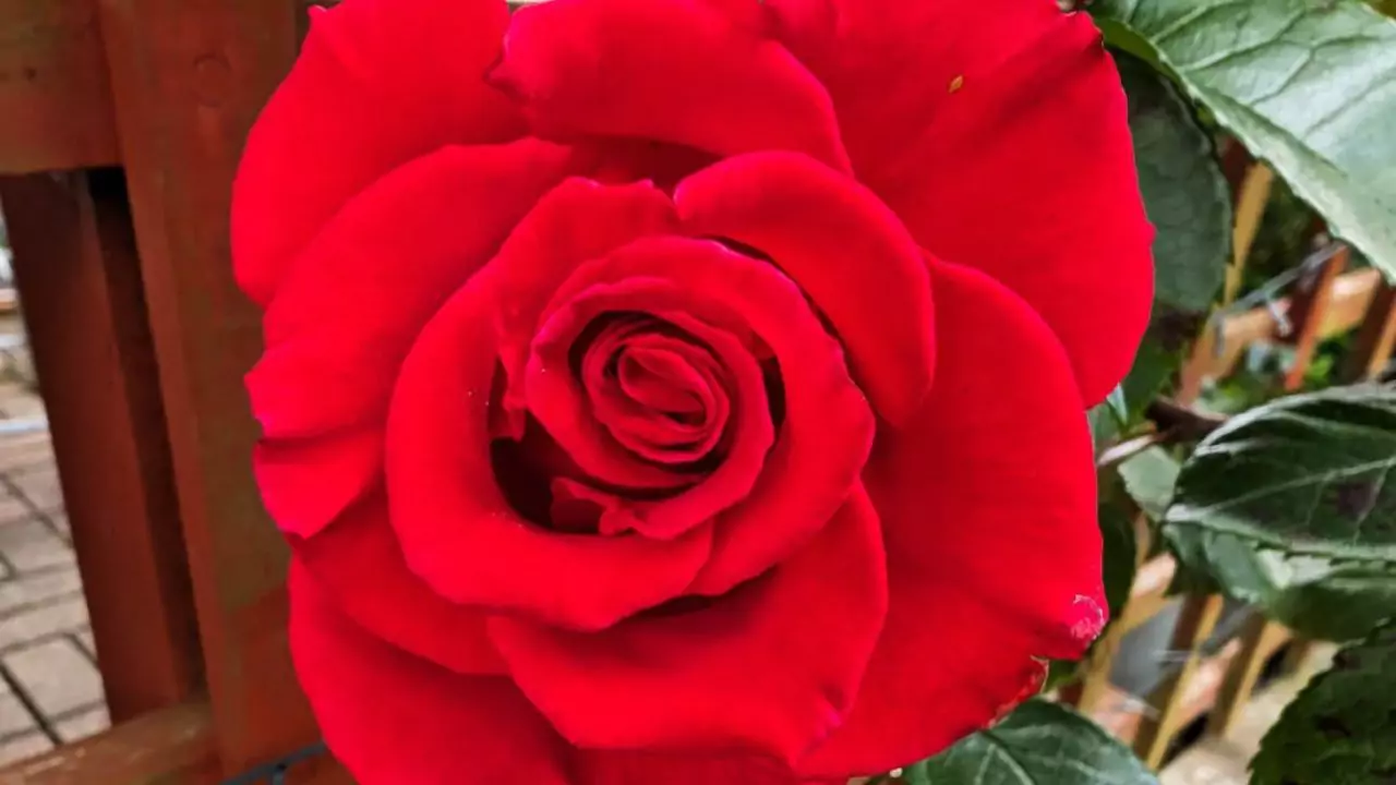 June Birth Flower – Rose