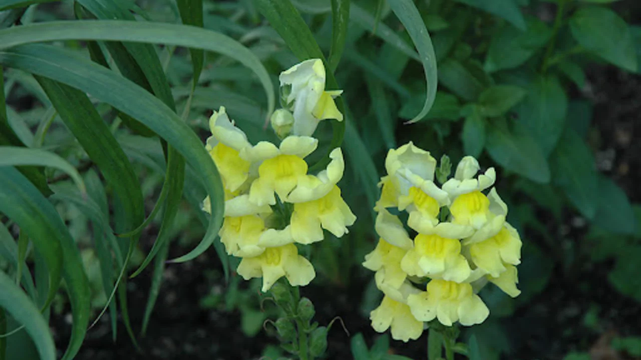 Liberty Classic Snapdragons