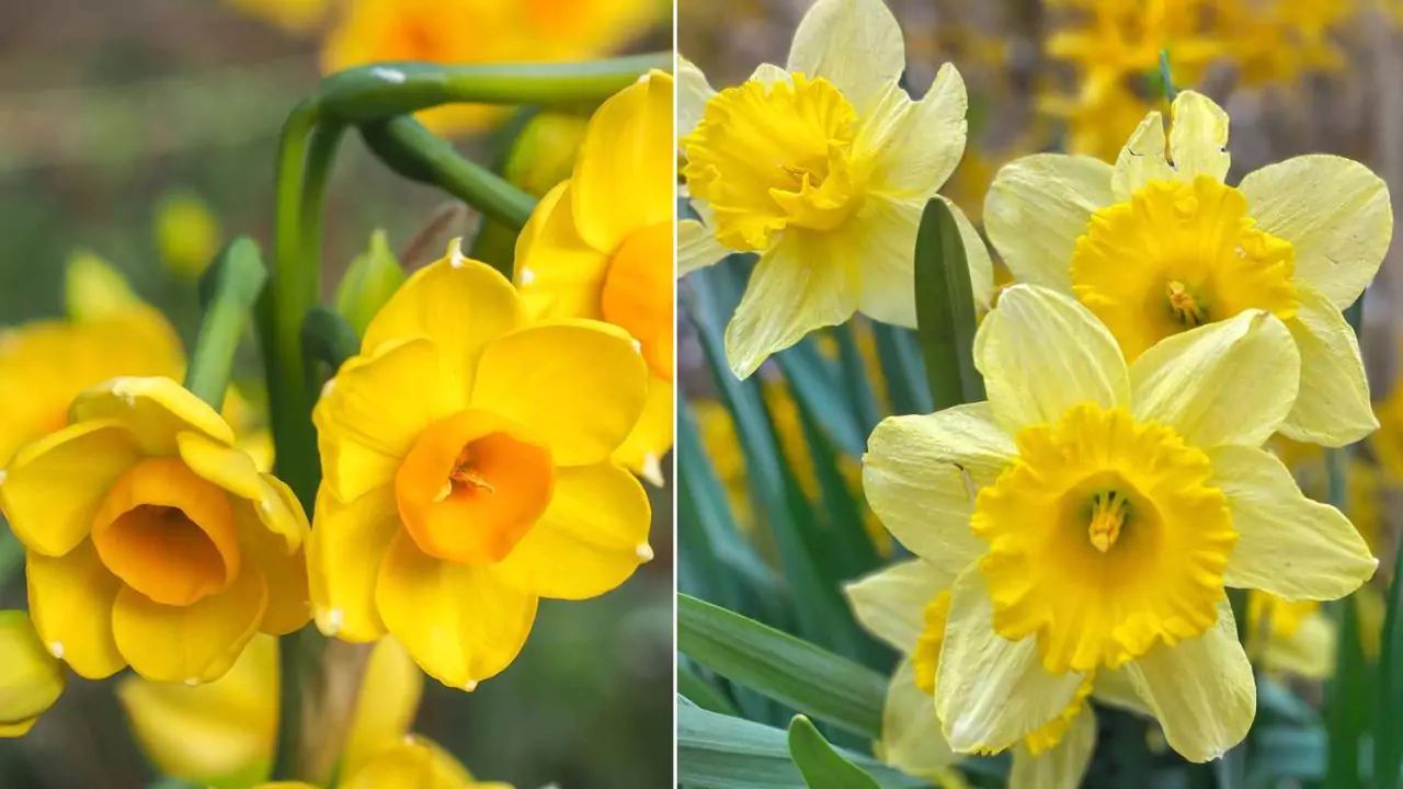 March Birth Flower– Jonquil or Daffodil