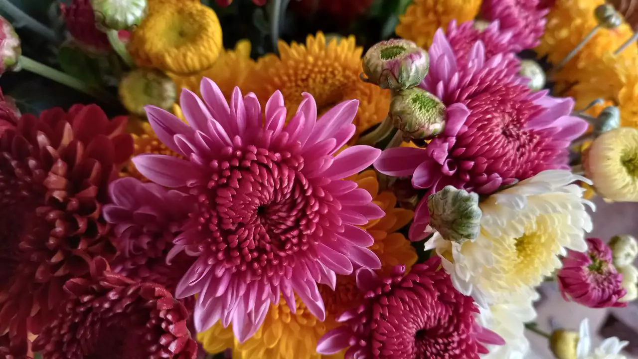 November Birth Flower – Chrysanthemum