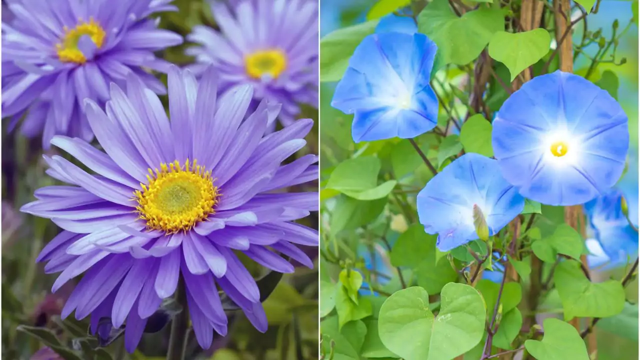 September Birth Flower – Aster and Morning Glory
