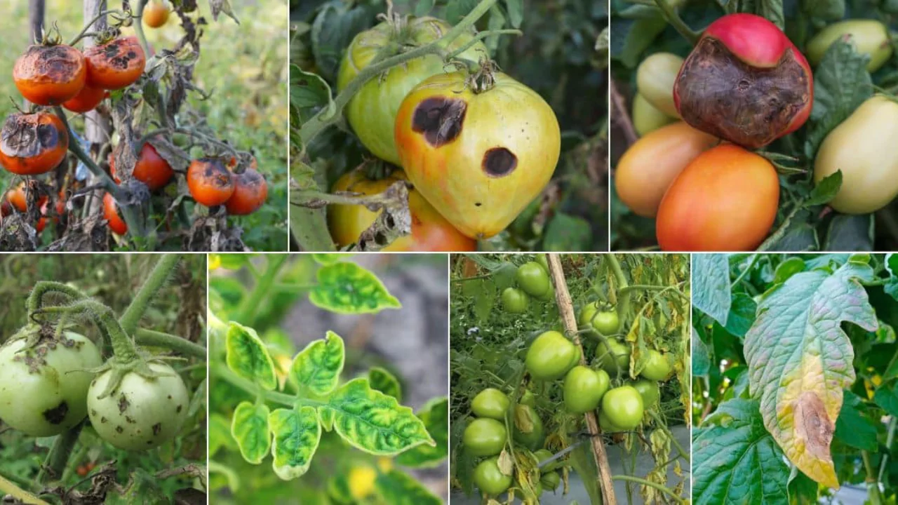 11 Common Tomato Plant Diseases and How to Treat Them Organically
