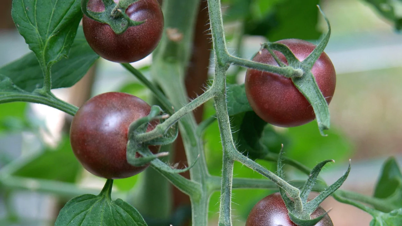 How Do I Grow a Black Cherry Tomato Plant