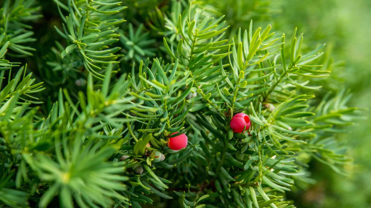 How to Grow Japanese Yew Shrubs