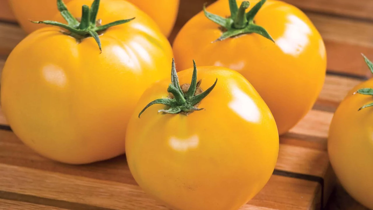 Quick Guide to Growing Lemon Boy Tomatoes