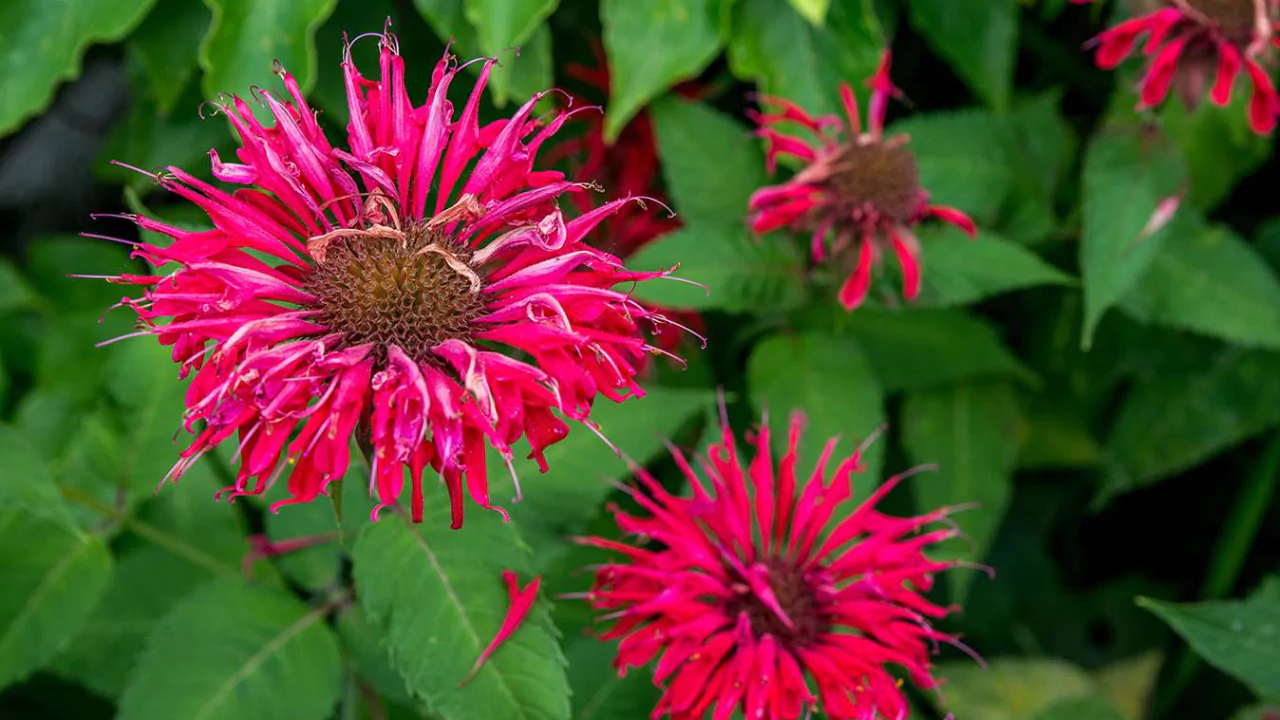 What You Need to Know About the Bee Balm Plant