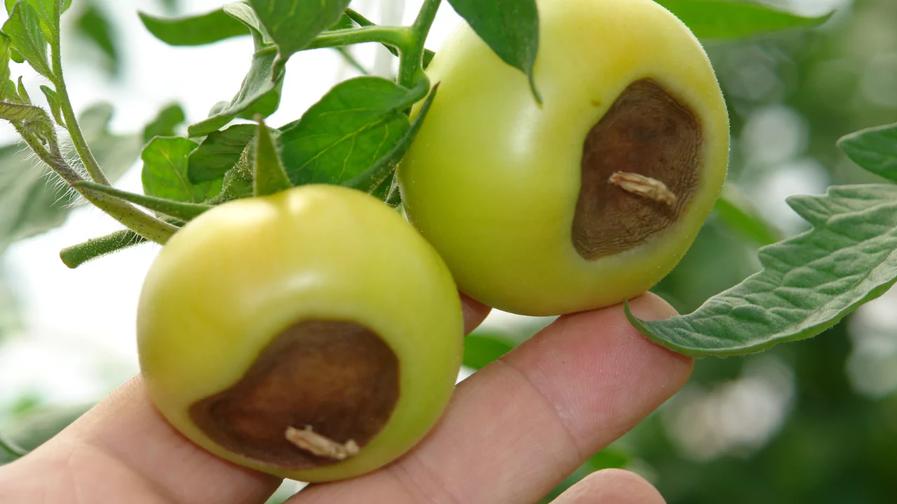 blossom-end rot of tomato