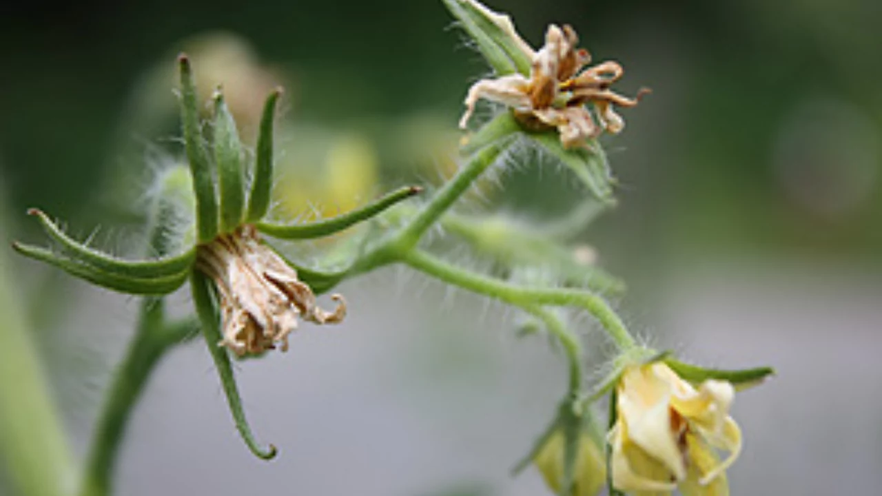 flower drop in tomato