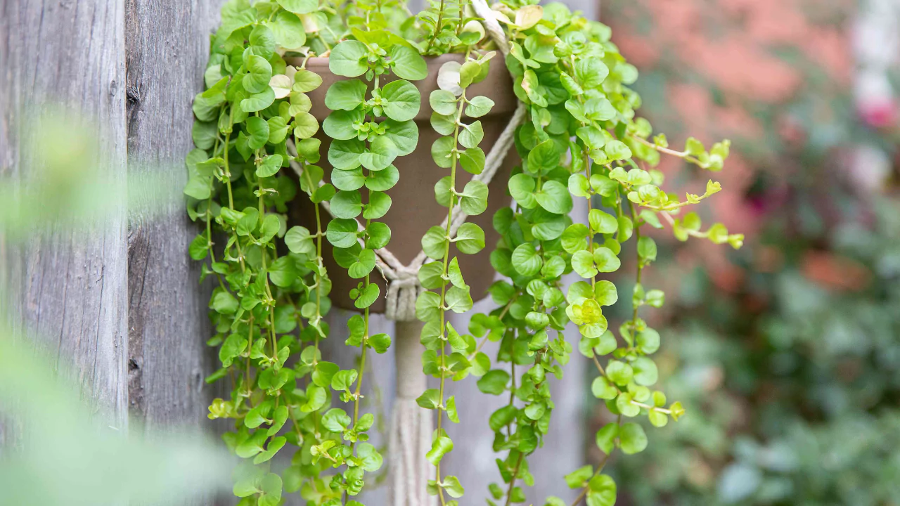 how to grow creeping jenny