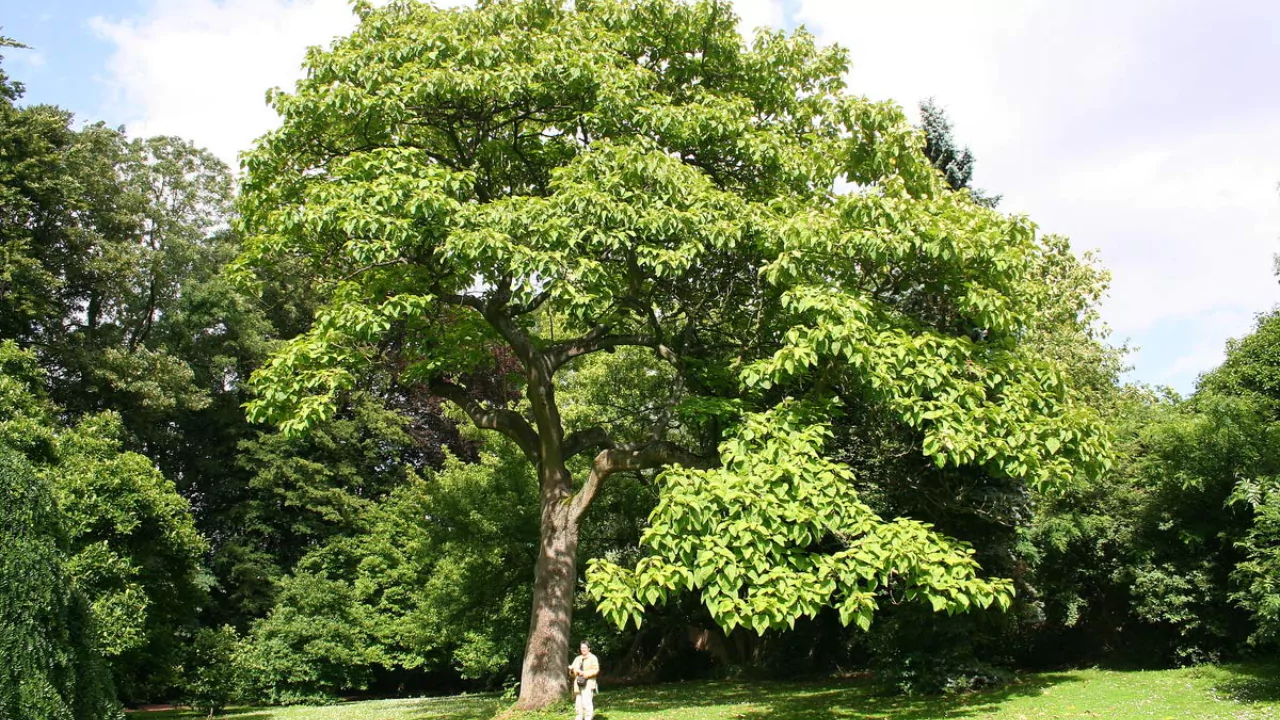 10 Types of Good Shade Plants That Grow Well Under Trees