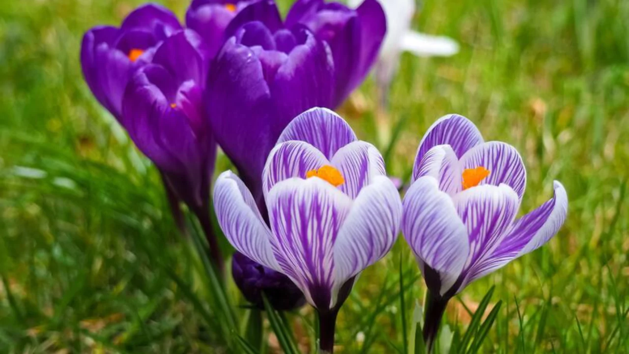 20 Flowers That Bloom In Winter