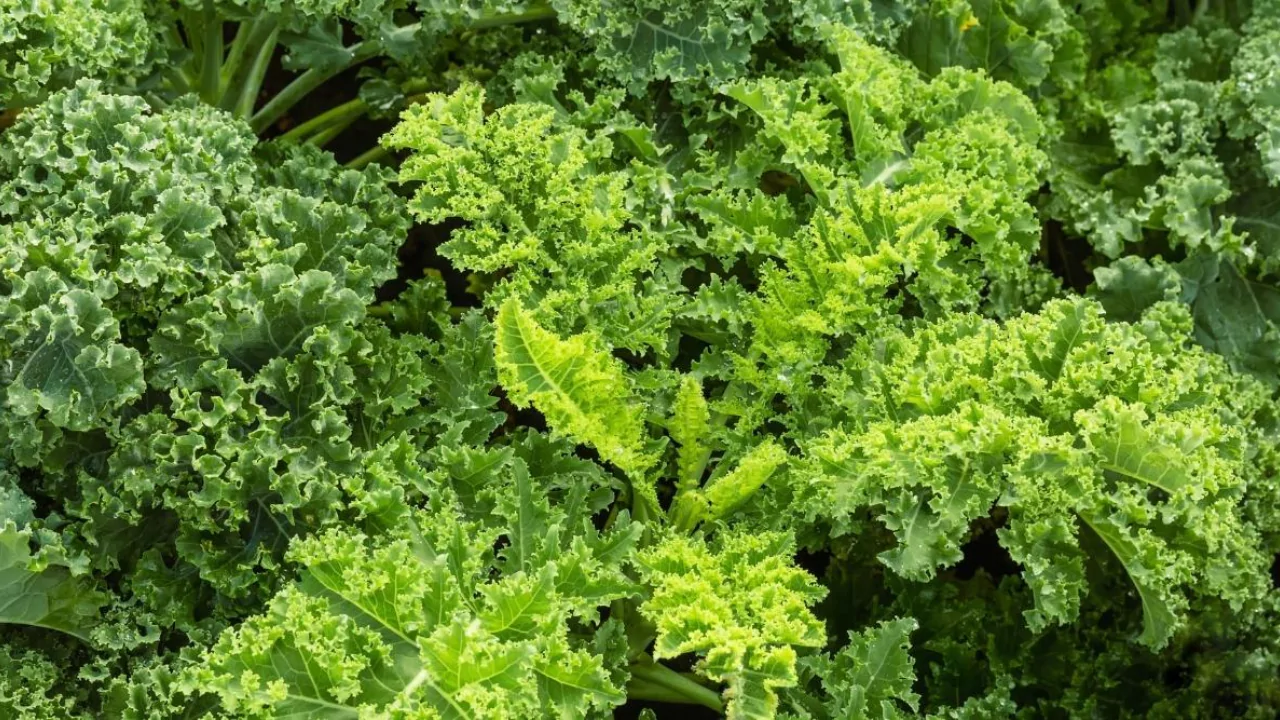 26 Vegetables That Can Grow In Partial Shade