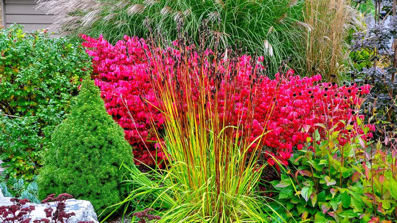 3 basic steps to shrub identification