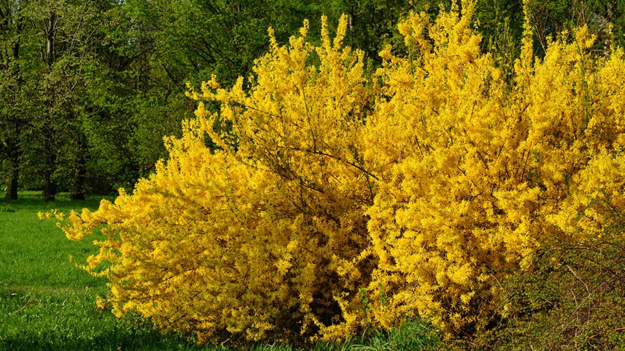 3 Basic Steps to Shrub Identification