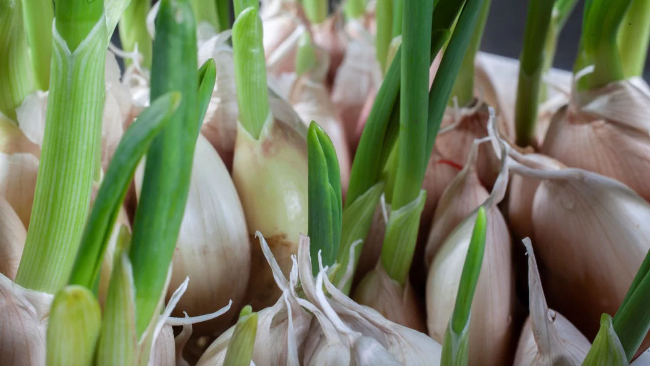5 Garlic Growing Tips You Don’t Want to Miss