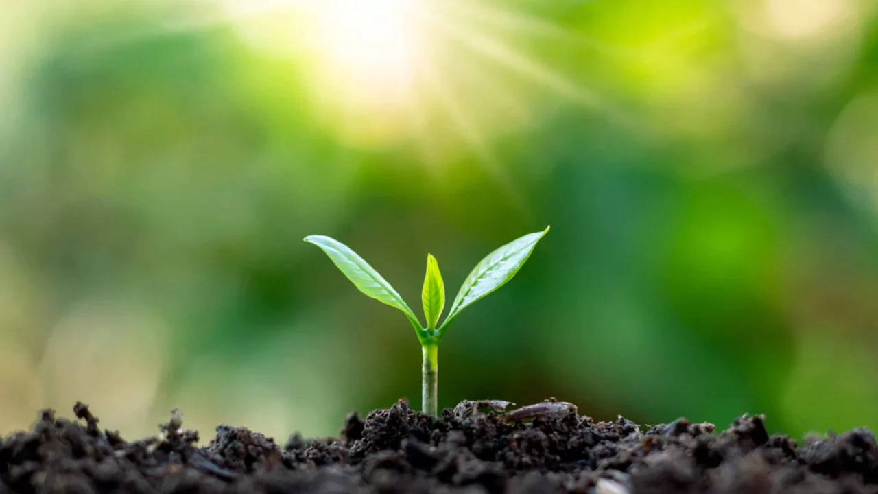 7 Easy Methods to Add Nitrogen to Your Soil