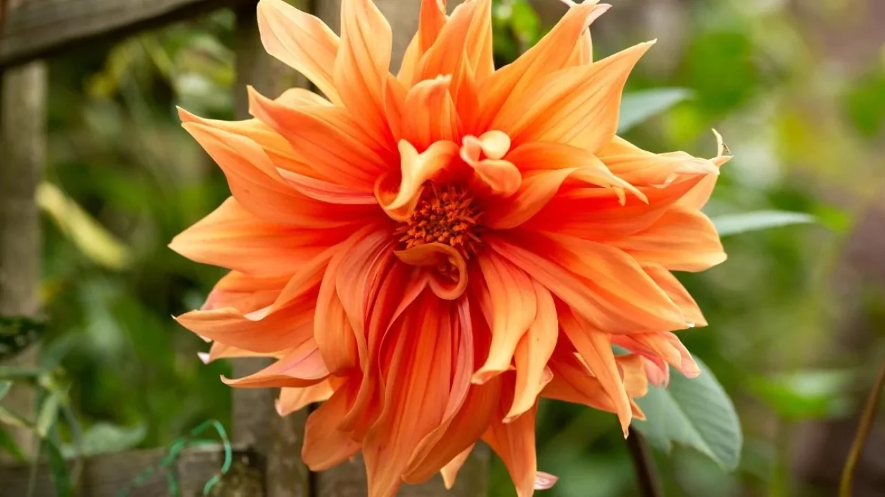 8 Best Orange Flowers to Grow in your Garden