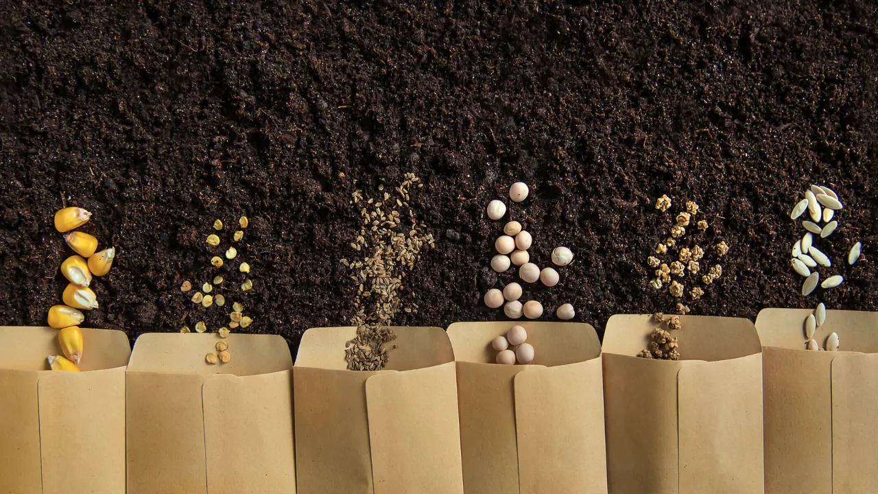 8 Best Seed Companies for Organic Gardeners
