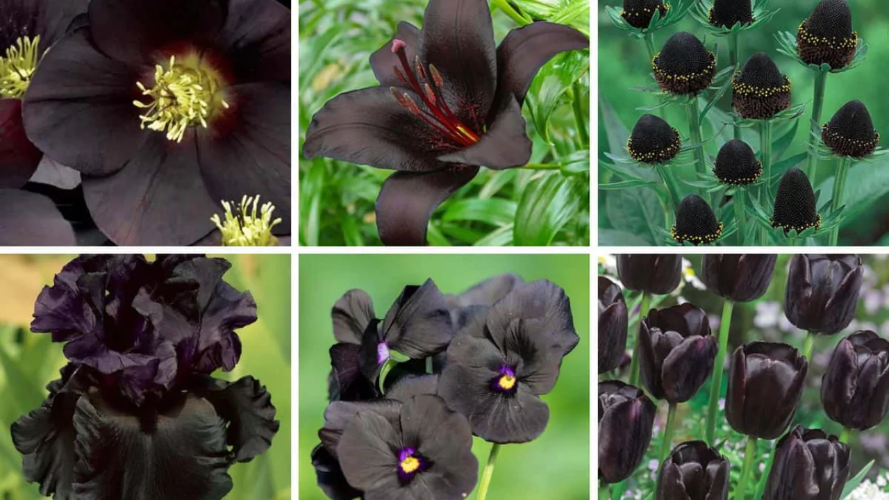 A List of the Best Black Flowers for Your Garden