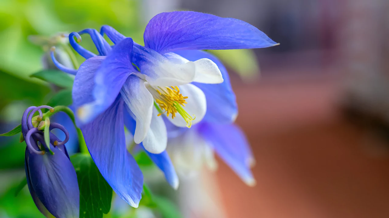 A. caerulea