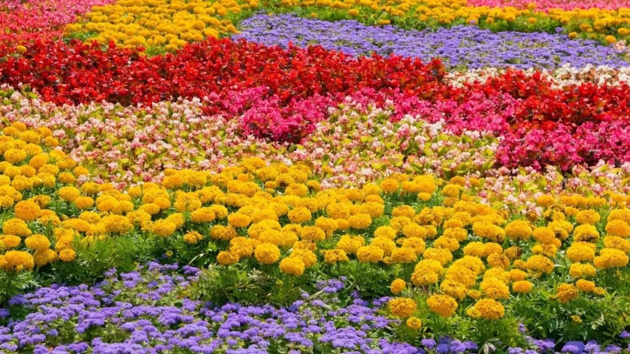 ALL FLOWER