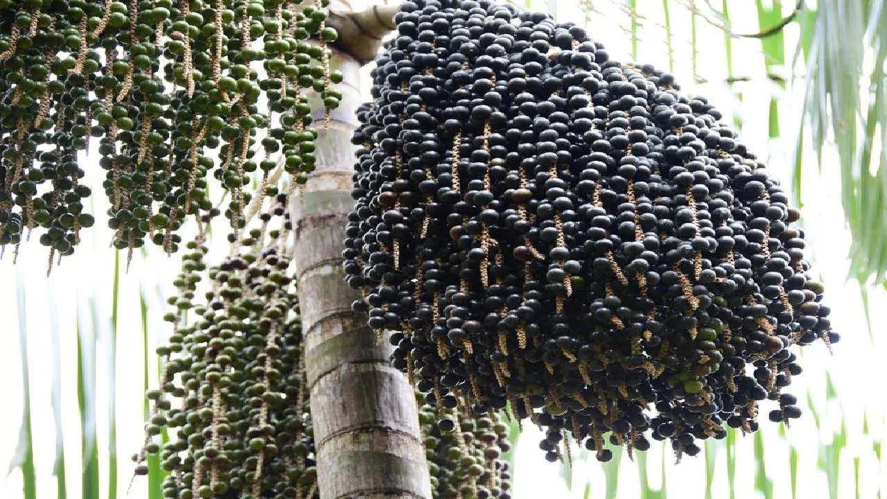 Acai Berry