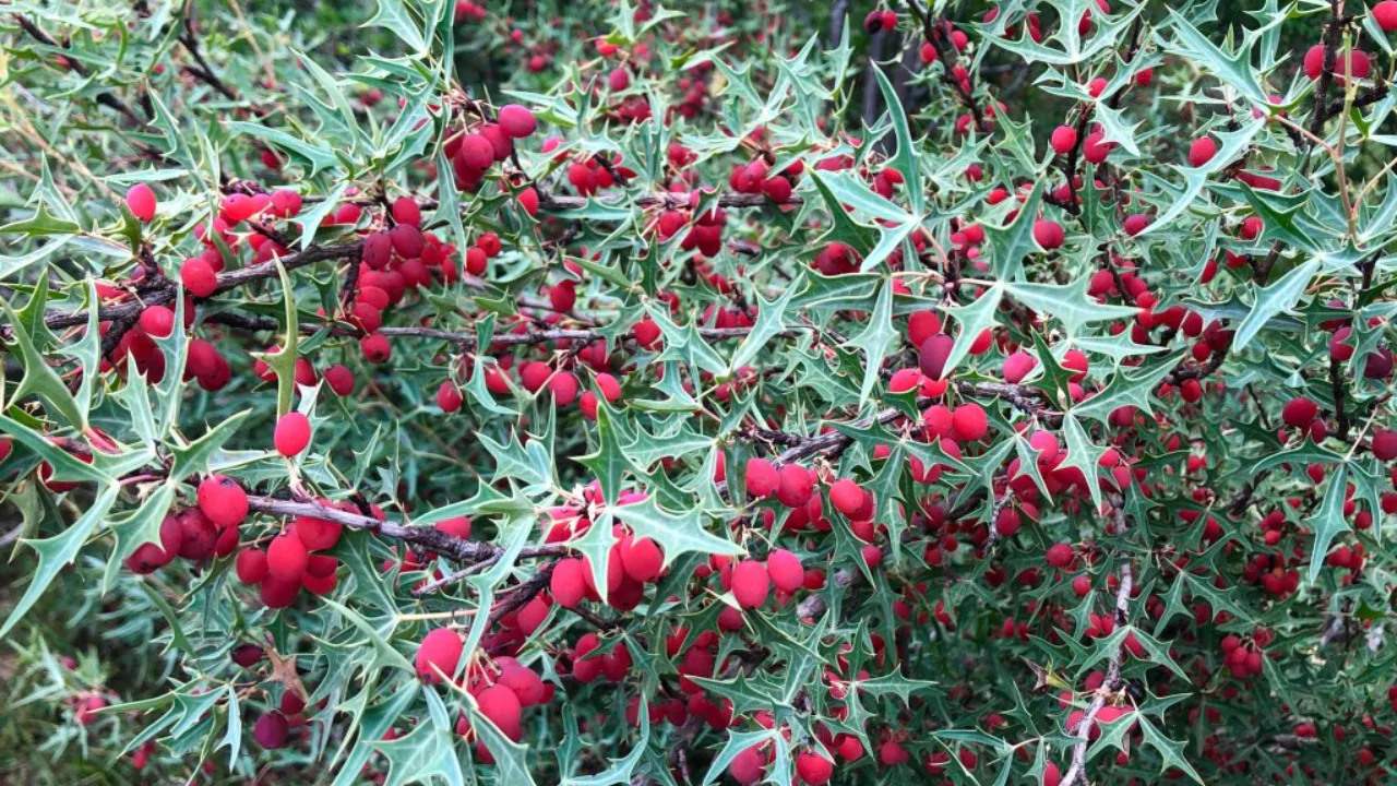 Agarita berry