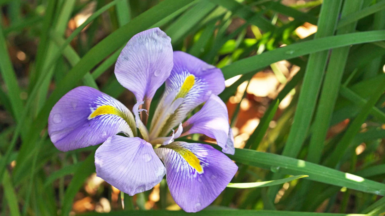 Algerian Iris