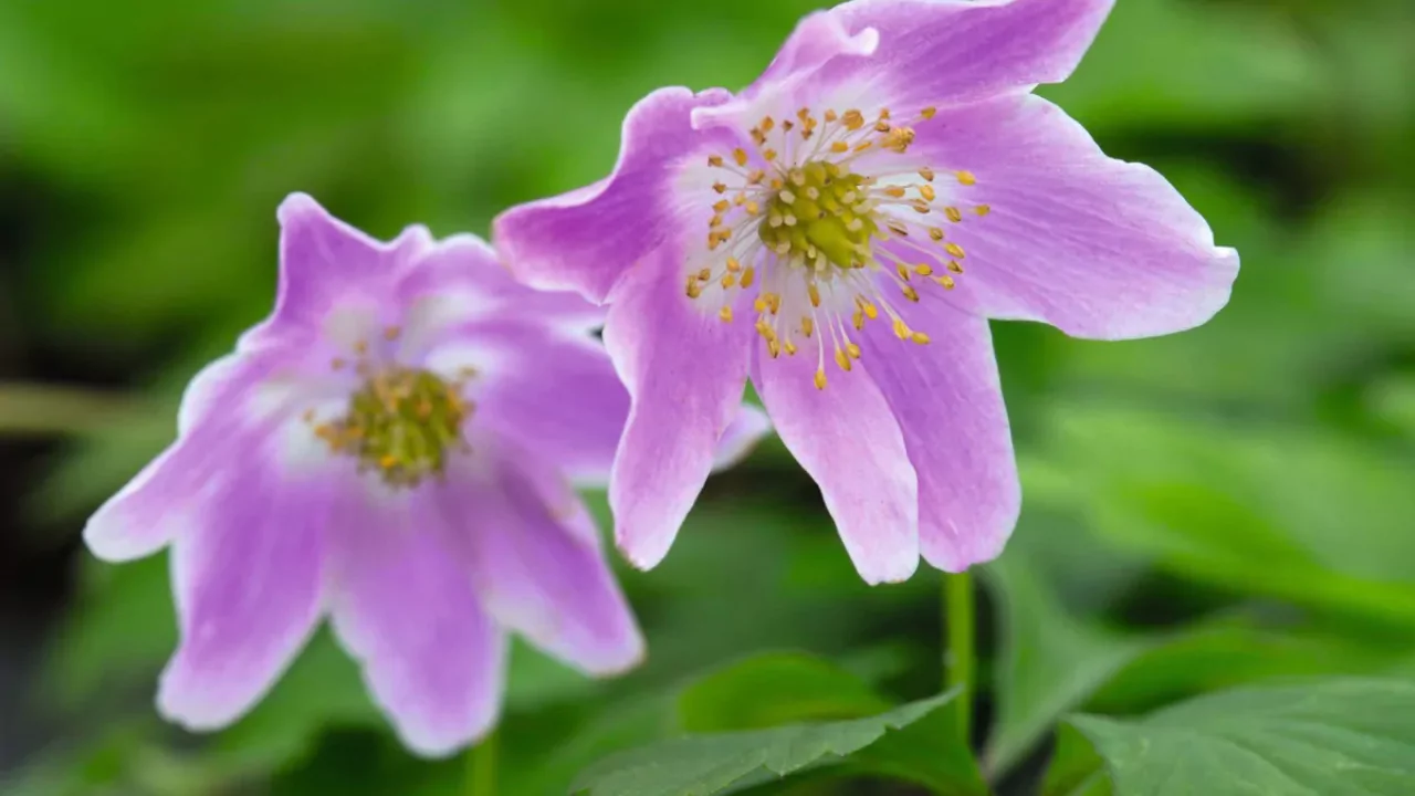 Anemone