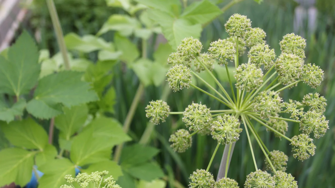 Angelica (wild celery)