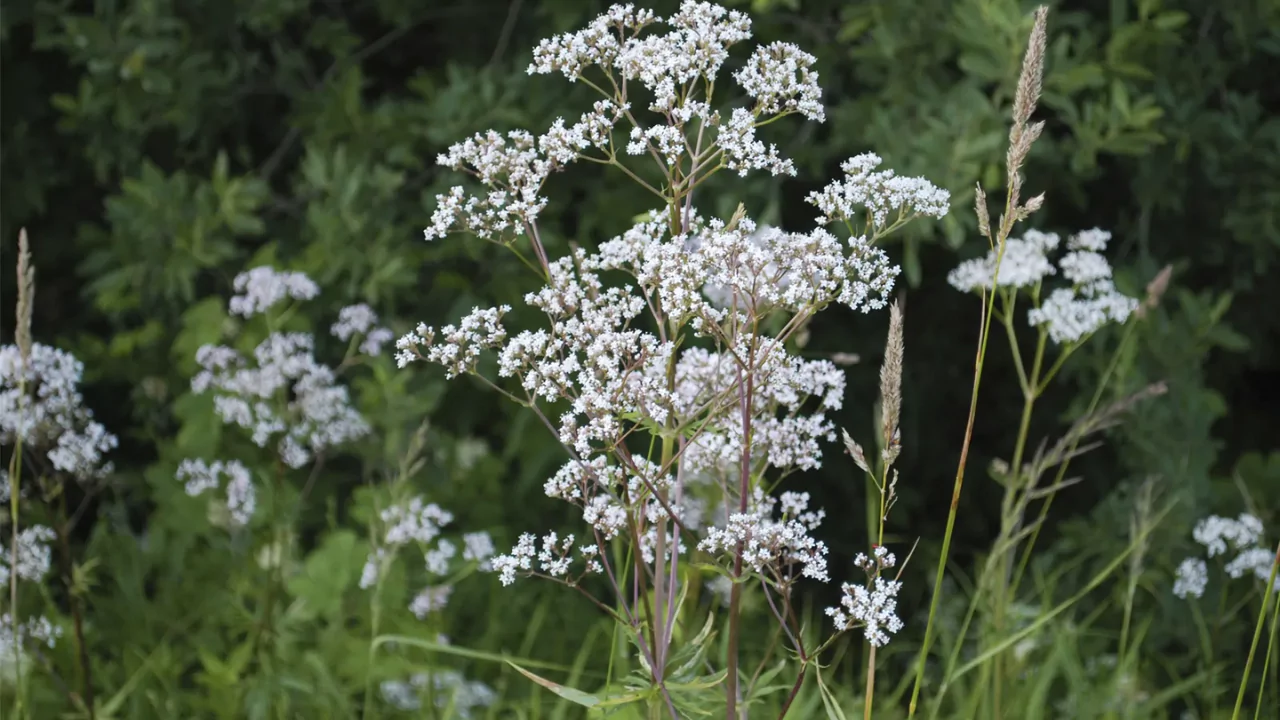 Anise
