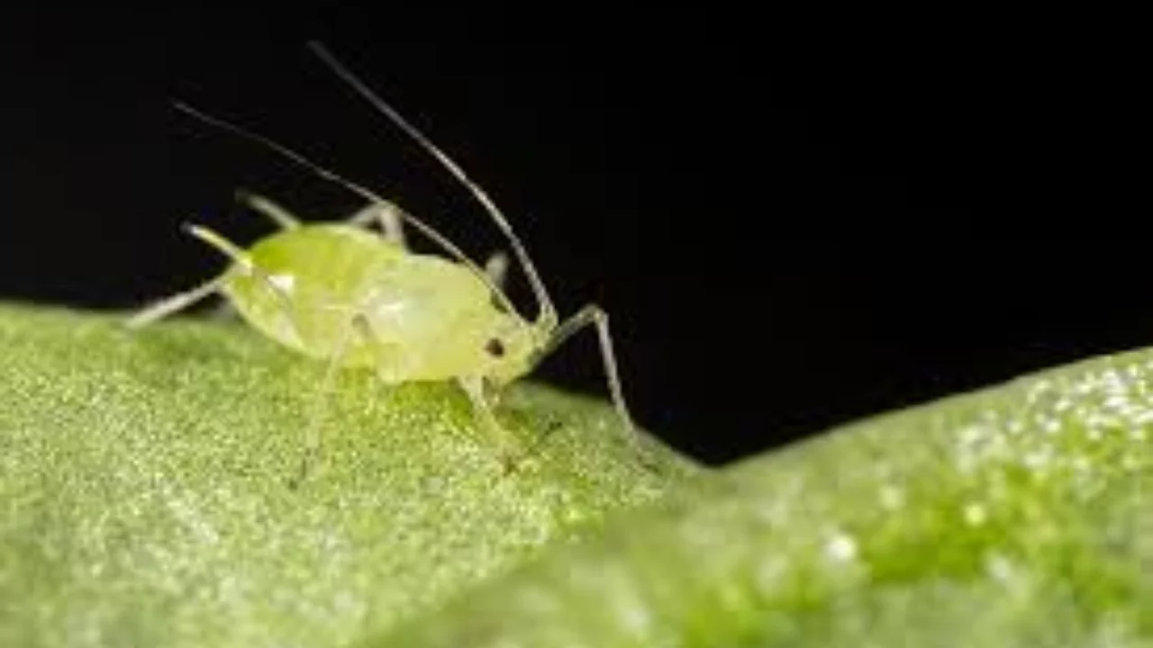 Aphids (Aphididae spp.)