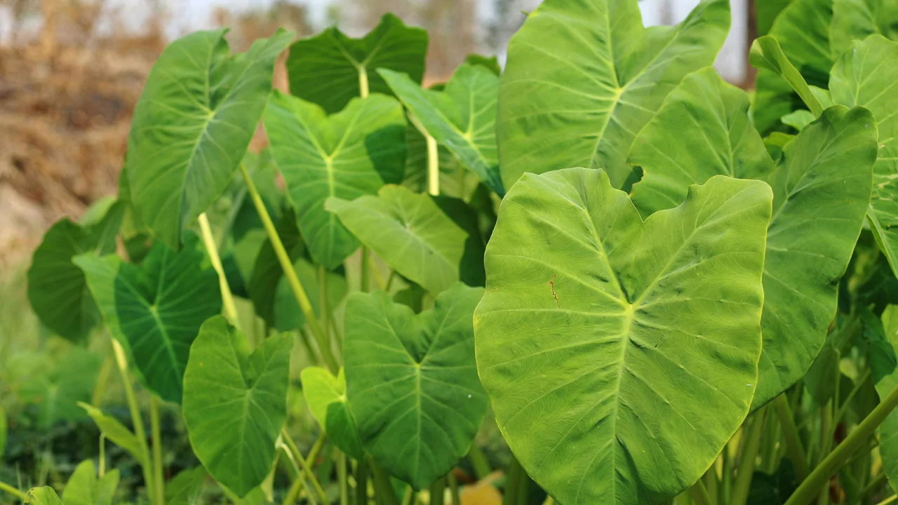 Are Elephant Ear Plants Poisonous