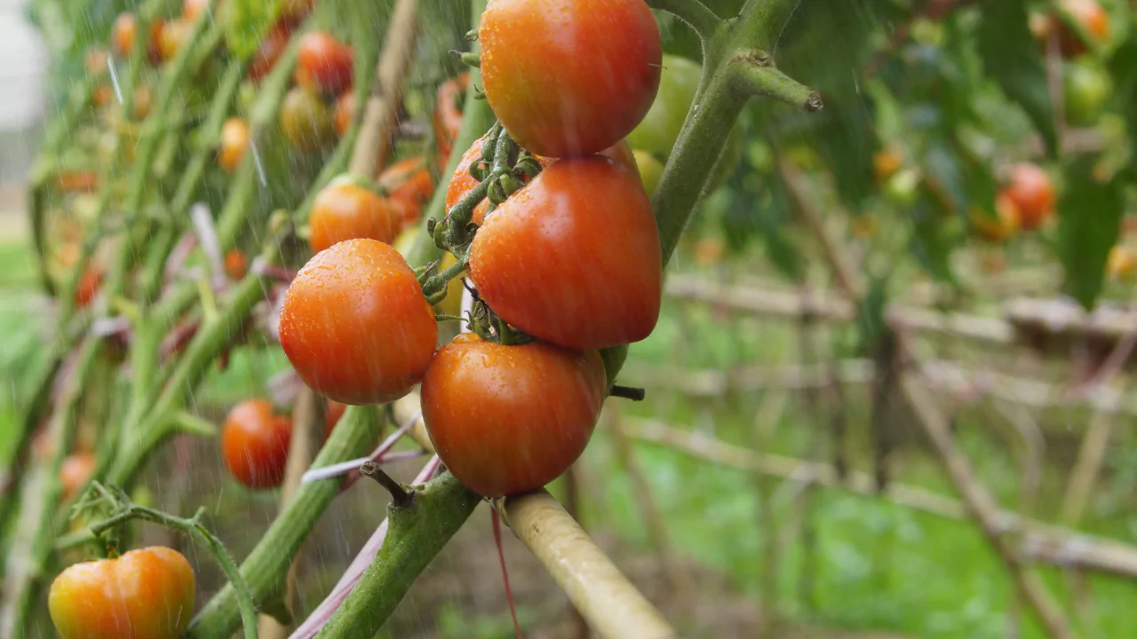 Are Roma Tomatoes Bush or Vine Tomatoes