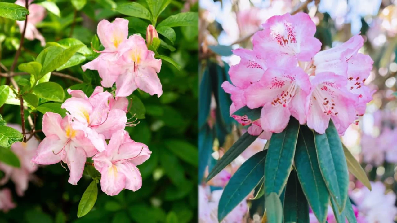 Azaleas and Rhododendrons