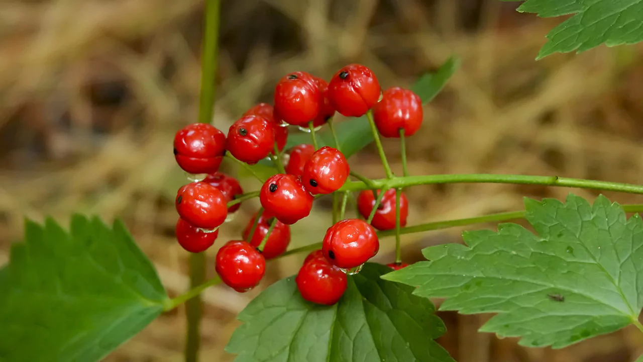 Baneberry