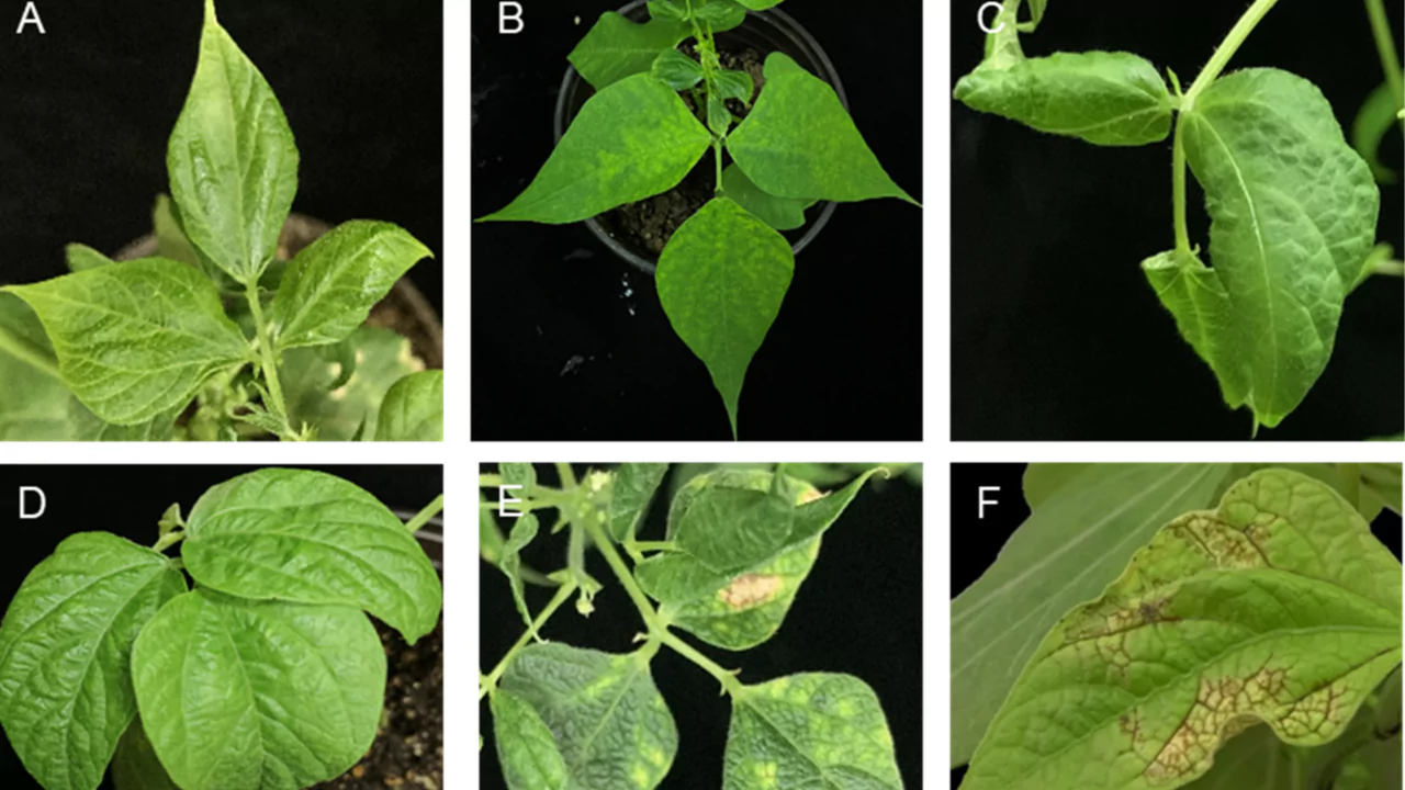 Bean Common Mosaic Virus (BCMV)