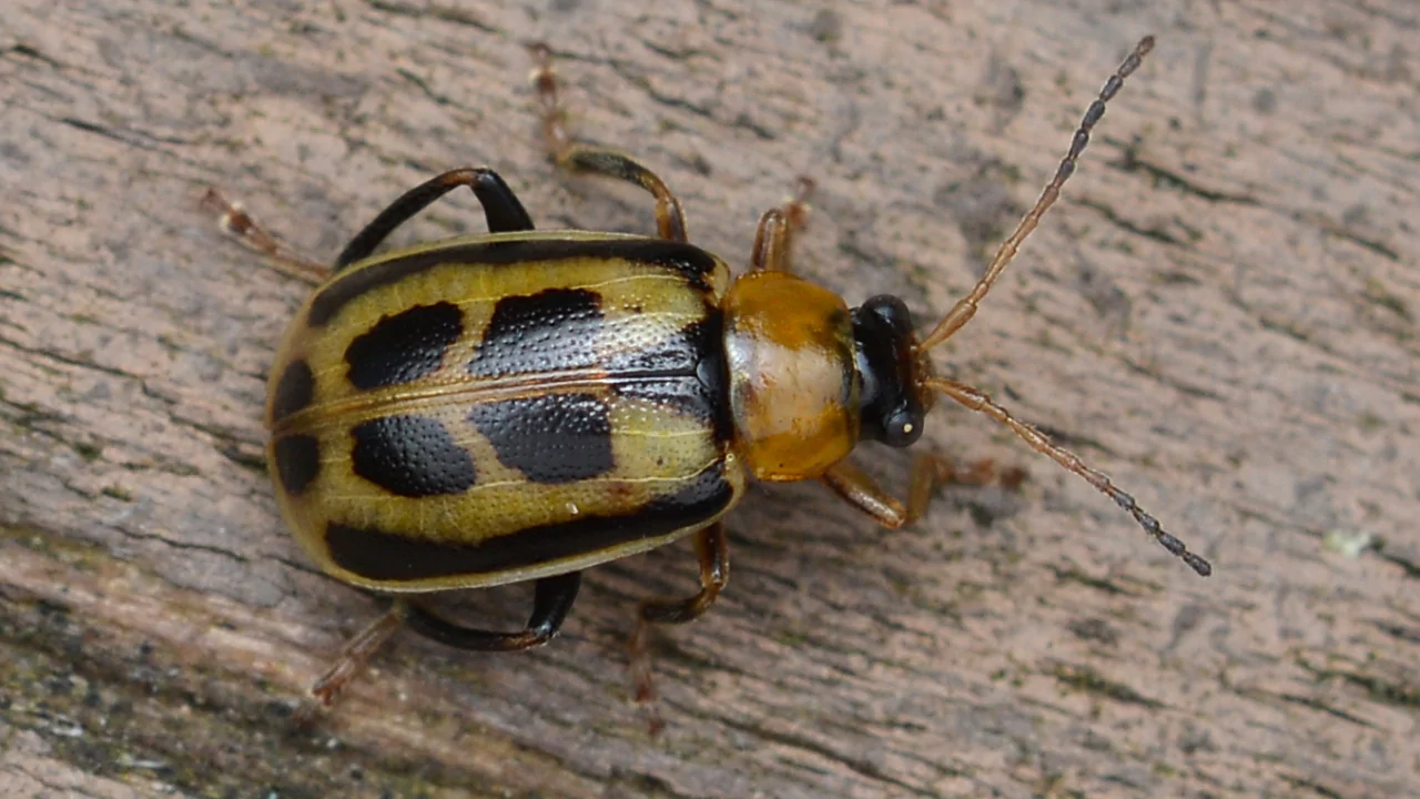 Bean Leaf Beetle (Cerotoma trifurcata)
