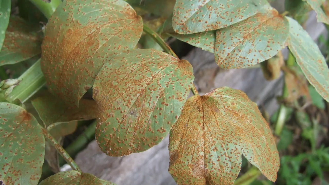 Bean Rust
