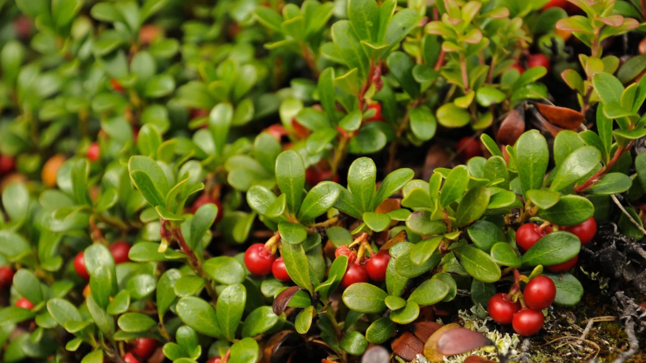 Bearberry