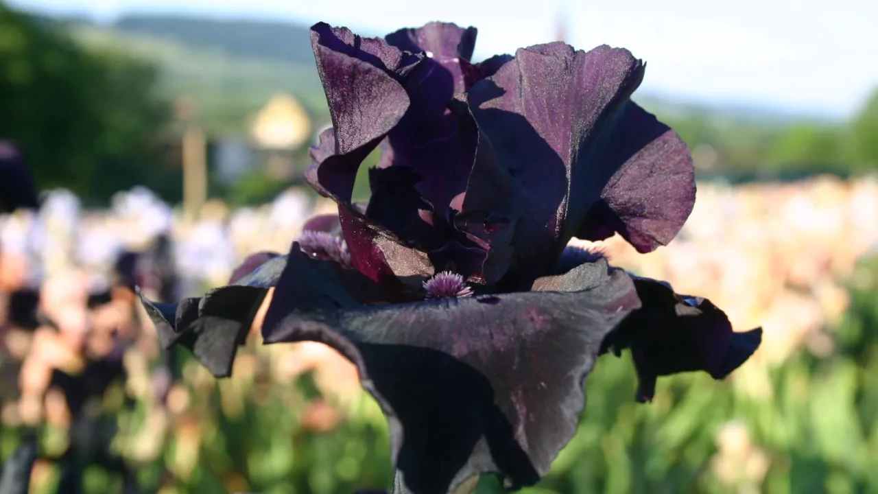 Before the Storm Iris