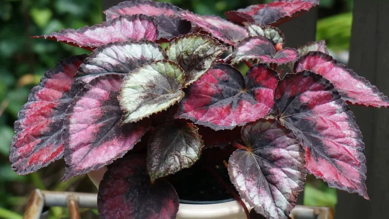 Begonias