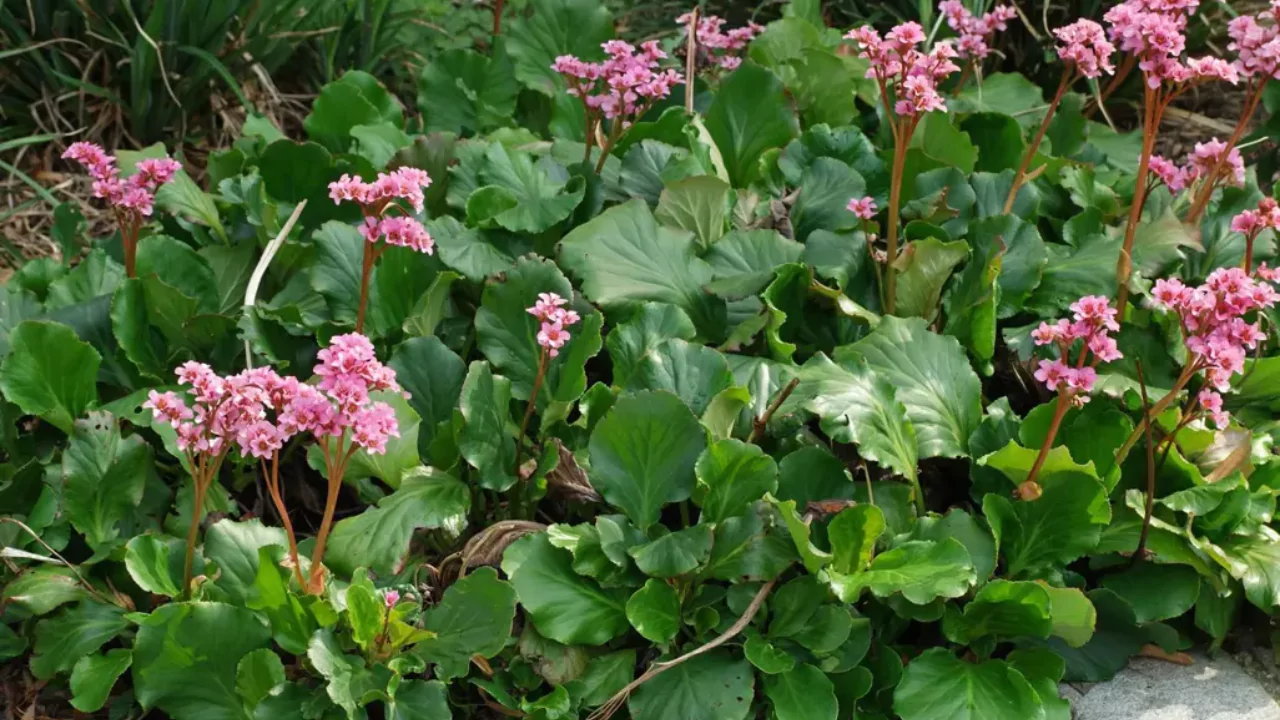 Bergenia