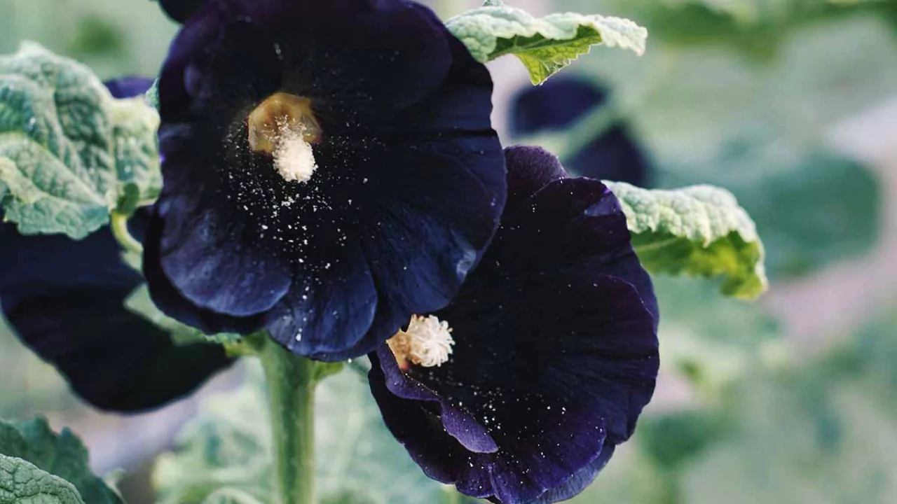 Black Magic Hollyhock